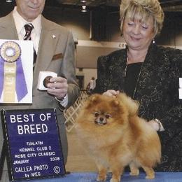 Pomeranians from WOW Pomz