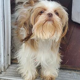 Sasha - Shih Tzu