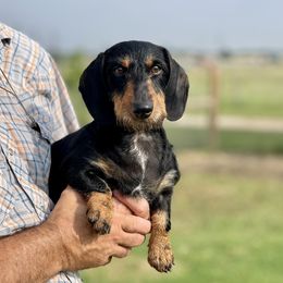 Lace - Dachshund