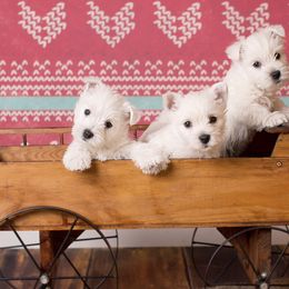 West Highland White Terrier Puppies from Cascading Westies