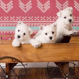 West Highland White Terrier Puppies from Cascading Westies