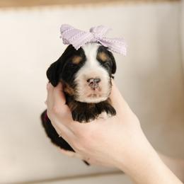 'Jan' Purple Bow Female - Tri-color female Bernedoodle puppy in Kamas, Utah from A + E Farms