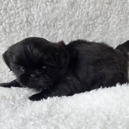 Cash - Red male Shih Tzu puppy in Waynesboro, Pennsylvania from Big Win Shih Tzus