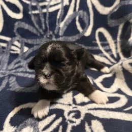 Susie - Brindle female Shih Tzu puppy in Sharon, Pennsylvania from Keystone Danes and Shih tzus