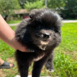 Rachel - Black female Pomeranian puppy in Springfield, Missouri from Hope Mountain Pomeranians