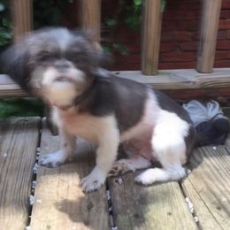 Shih Tzus from Annie’s Little Rascals