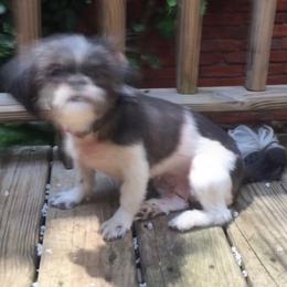 Shih Tzus from Annie’s Little Rascals