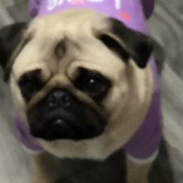 Evie - Pug (Non-standard)