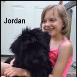 Giant Schnauzer Puppies from Jordan Giant Schnauzers