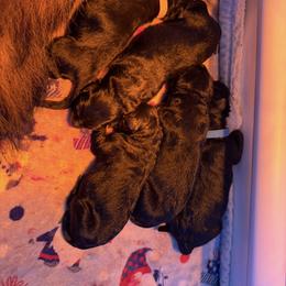 Honey - Black and red female German Shepherd puppy in Garland, Maine from Vom Schön Traumhund
