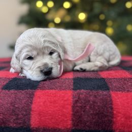 Ellie's Pink Collar Female - Cream female Goldendoodle puppy in Piedmont, South Carolina from The Farm at Saluda Ridge