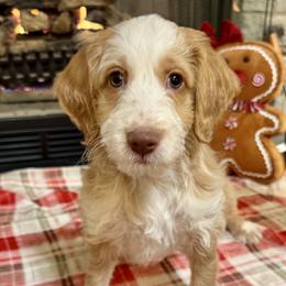 Prancer - Caramel male Australian Labradoodle puppy in Harrisonville, Missouri from Blessed Day Doodles