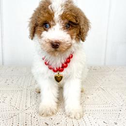 Holly - Red merle female Aussiedoodle puppy in Omro, Wisconsin from Crystal Ridge Doodles