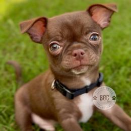 Quill - Chocolate and white male Chihuahua puppy in Forsyth, Georgia from Brooks Grove Canines LLC
