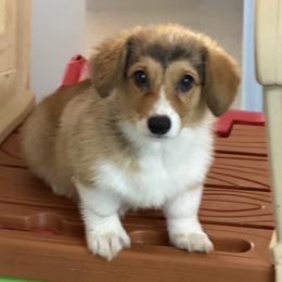 Girl 2 - Red female Pembroke Welsh Corgi puppy in Moulton, Alabama from Reed's Pembroke Corgi Welsh