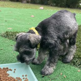 Miniature Schnauzer Puppies from Amanda Tragash
