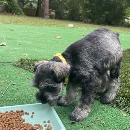 Miniature Schnauzer Puppies from Amanda Tragash
