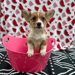 June Pawter was - Sable female Pembroke Welsh Corgi puppy in Moore, South Carolina from Chaotic Corgi’s