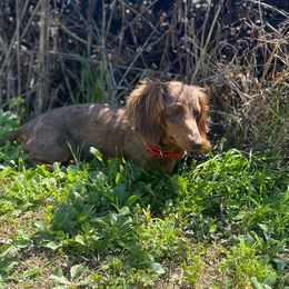 Maggie - Dachshund