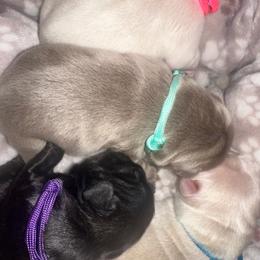 Tiffany Blue Collar - Liver female French Bulldog puppy in Hodges, South Carolina from Southern Standard Bulldogs