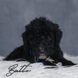 Balto - Black male Goldendoodle puppy in Guthrie, Oklahoma from Edmond Doodles, LLC