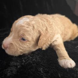 Green - Red  male Goldendoodle puppy in Grovetown, Georgia from Snug-a-Doodles
