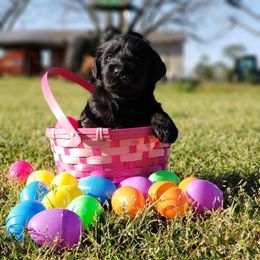 Aussiedoodle and Labradoodle Puppies from Cherokee Rose kennels