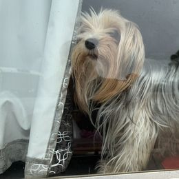 Pebbles - Yorkshire Terrier