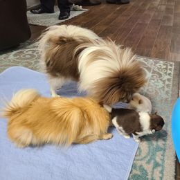 Pomeranian Puppies from Merri's Pom's