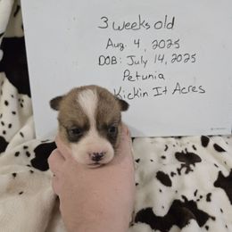 Petunia - Red female Pembroke Welsh Corgi puppy in Chariton, Iowa from Kickin It Acres BCs