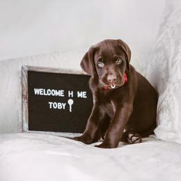 Labrador Retriever Puppies from On My Side Kennels