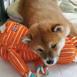 Shiba Inu puppies from Pendragon Shiba Inu