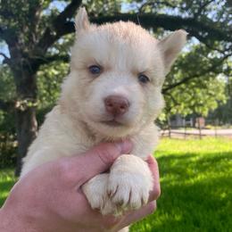 Muffin - Sable and white female Siberian Husky puppy in College Station, Texas from Texas Siberian Husky Kennels (TSHK)
