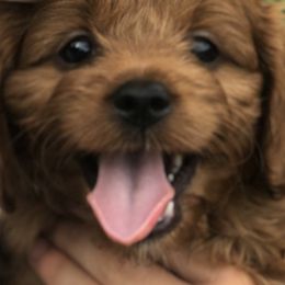 Cavapoos from Danielle Elhabbal