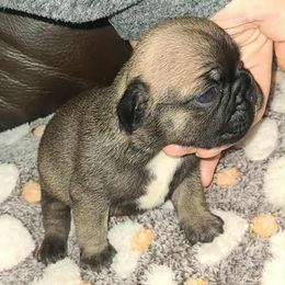 Hugo - Fawn male French Bulldog puppy in Graham, Washington from Kristy's French Bulldogs & Mini Schnauzers
