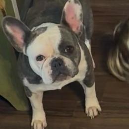 Cleo - French Bulldog