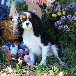 Cici - Cavalier King Charles Spaniel