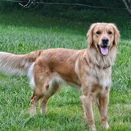 Golden Retrievers from RB Goldens