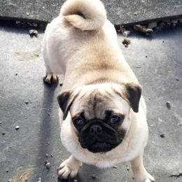 Pixie - Pug