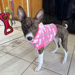 Teaka - Brindle and white Basenji puppy in Moreno Valley, California from Spitfire Basenjis