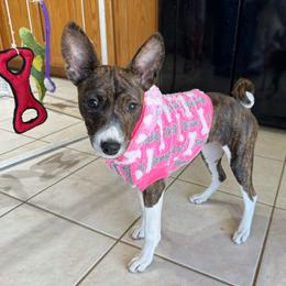 Teaka - Brindle and white Basenji puppy in Moreno Valley, California from Spitfire Basenjis