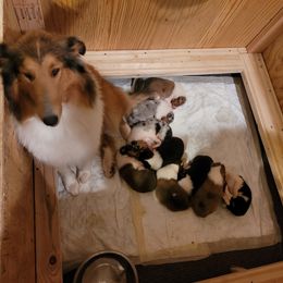 Collie Puppies from Voneida Collies