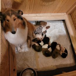 Collie Puppies from Voneida Collies