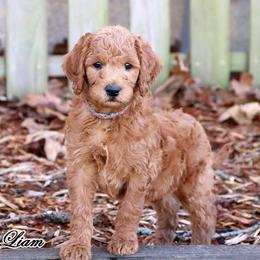 Precious' Boys 2 0f 4 - Standard F1B - Red  male Goldendoodle puppy in Lebanon, Missouri from Knapp's Paw Prints