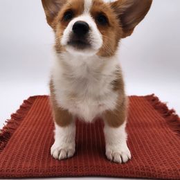 Reese - Red female Pembroke Welsh Corgi puppy in Pine Village, Indiana from NL Horsemanship