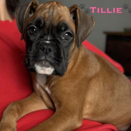 Tillie - Fawn female Boxer puppy in Cicero, New York from MK Boxer Haven of CNY