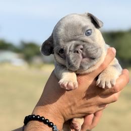 French Bulldog Puppies from Horror Line Frenchies