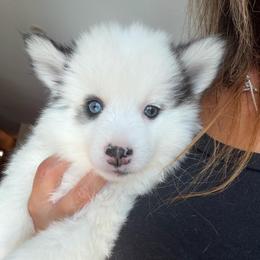 Santana - White female Pomsky puppy in Mc Minnville, Oregon from West Coast Pomskies