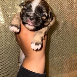 Shih Tzu Puppies from Diamond Paws LLC