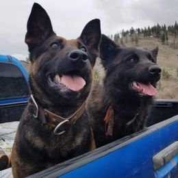Dutch Shepherds from Ridgetop Ranch & Kennel